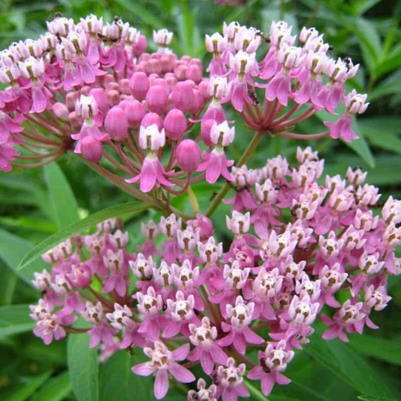 2 Pink Milkweed Live Plants, 5-9 Inch Tall - Image 4