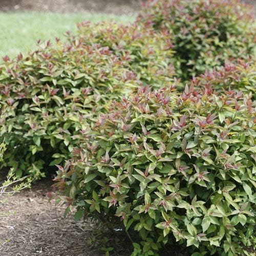 Proven Winners - Spiraea jap. Double Play Red (Spirea) Shrub, red flowers, #3 - Size Container - Image 6