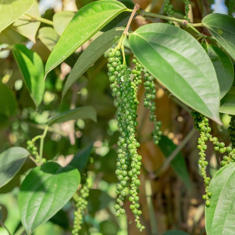 Piper Nigrum Plant, Black Pepper Vine 3-6" Tall - Image 6