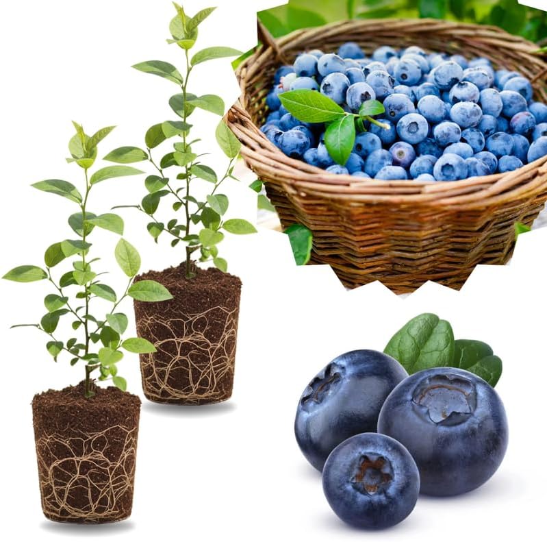 2 Highbush Blueberry Plants Live, Rooted Berry Seedling, 4-7 Inch Tall by GardenNurserySince1996