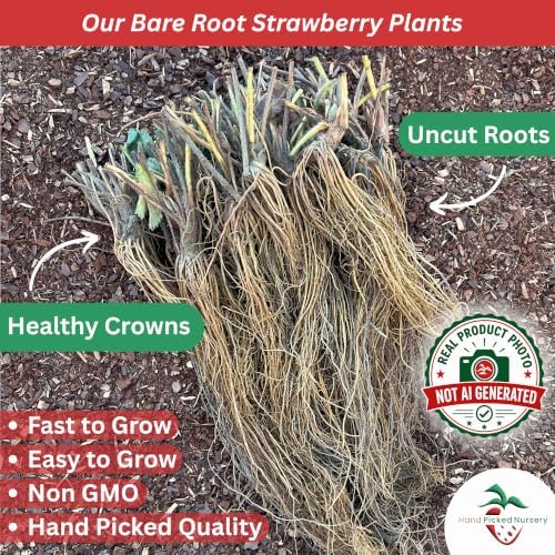 'Flavorfest' June Bearing Bare Root Strawberry Plants - Great for Beginners! Delicious Strawberries and Easy to Grow - from Hand Picked Nursery (15) - Image 2