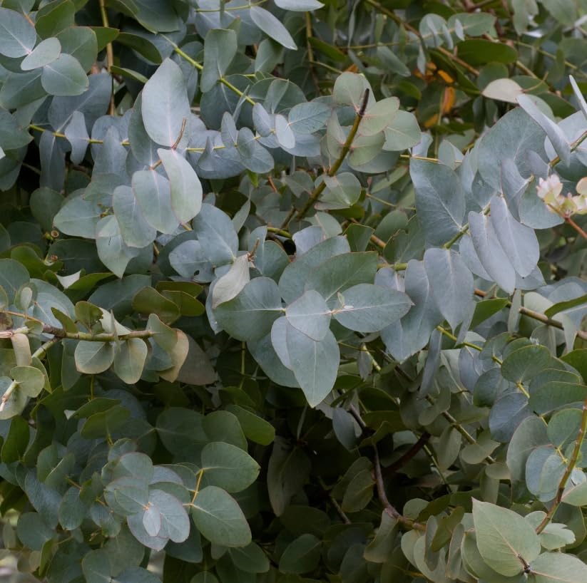 Silver Dollar Eucalyptus Plant Ornamental Eucalyptus Tree, Fragrant Leaves,Silver Dollar Trees 4-6" Tall 4" Pot - Image 2