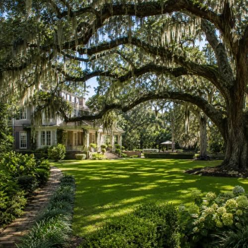 Southern Live Oak Tree | Quercus Virginiana | 50 Live Plants | Durable Picturesque Shade Tree | Dark Green Foliage - Image 4