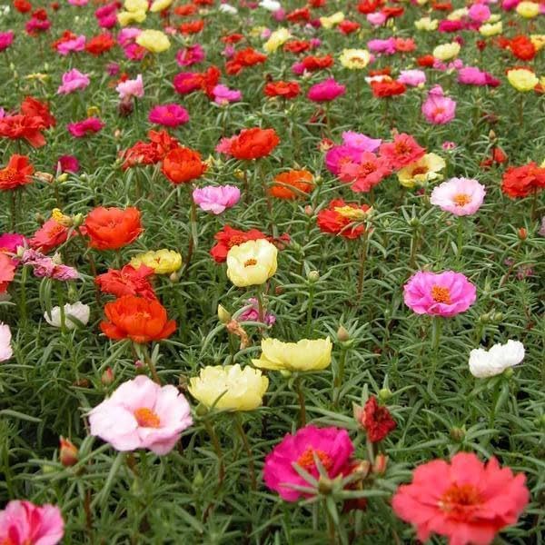 Outsidepride Mixed Moss Rose Seeds - 250 Pcs Annual, Drought & Heat Tolerant, Pollinator Friendly Ground Cover Seeds for Planting w/Vibrant Blooms & Succulent Foliage, Ideal for Xeriscaping - Image 3