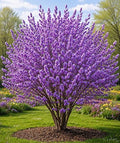 Purple Pussy Willow Tree Cuttings to Plant (4 Fresh Cuttings) – Fast Growing Ornamental Willow Shrub or Small Tree – Easy to Root Live Willow Cuttings for Landscaping & Spring Catkins by CZGrain