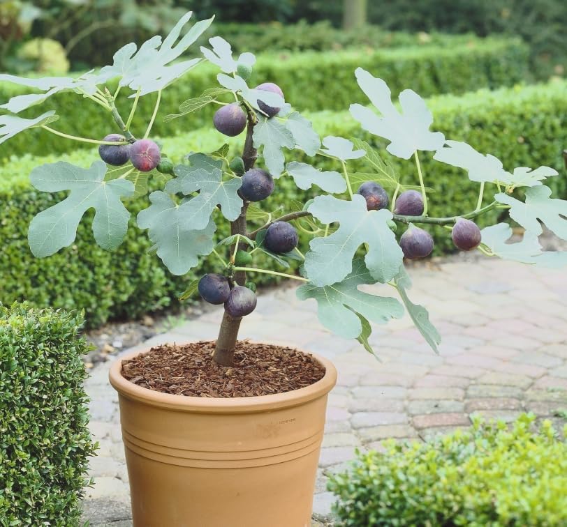 Little Miss Figgy Fig Tree Live Plant – Ficus carica ‘Little Miss Figgy’ – Dwarf Hardy Fig – Sweet Fruit – Compact Patio Fig – 2.5 Inch Pot - Image 4