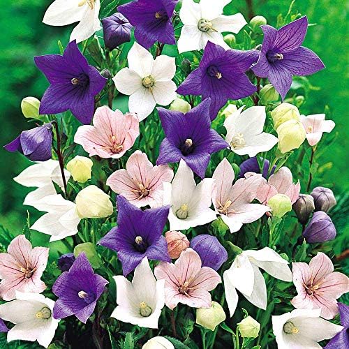 Balloonflower Mix 150 Seeds, Blue Pink White Perennial Flowers - Image 2