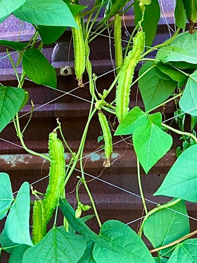 50+ Premium Winged Bean Seeds- Hạt Đậu Rồng - Dragon Bean, Four-angled, Goa, Manila, Princess, Cigarillas - Non GMO, Heirloom - High Yield Vegetable Seeds for Yard & Garden - Image 5