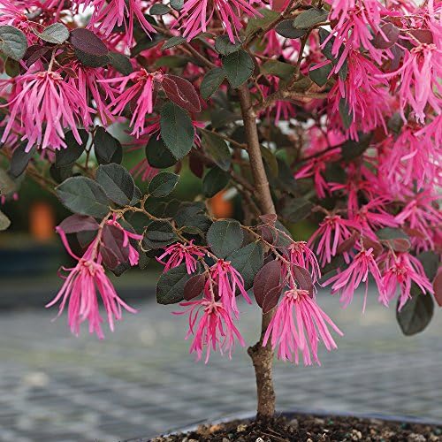 Brussel's Bonsai - Medium Live Bonsai Tree, Potted Outdoor Plant - Image 6