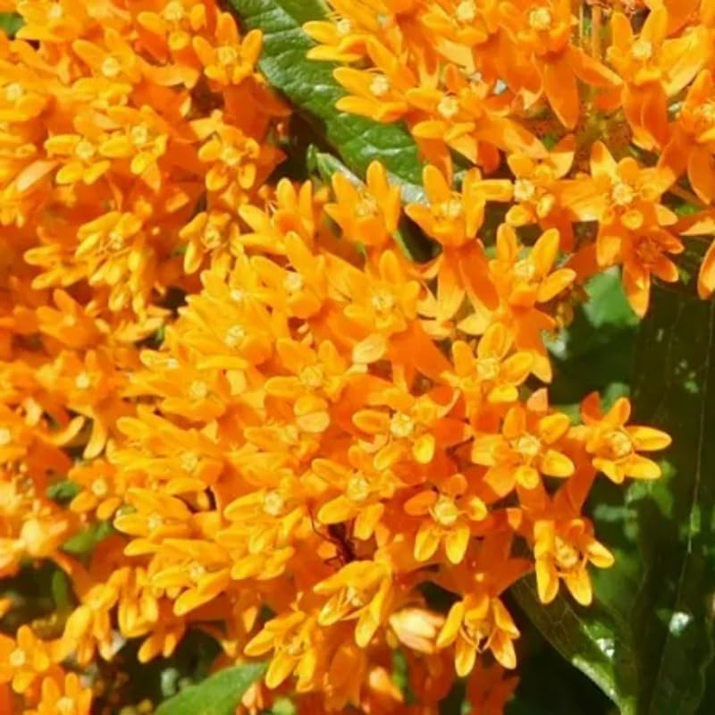 2 Size Orange Milkweed Plugs, 1-3 Inch Tall - Image 2