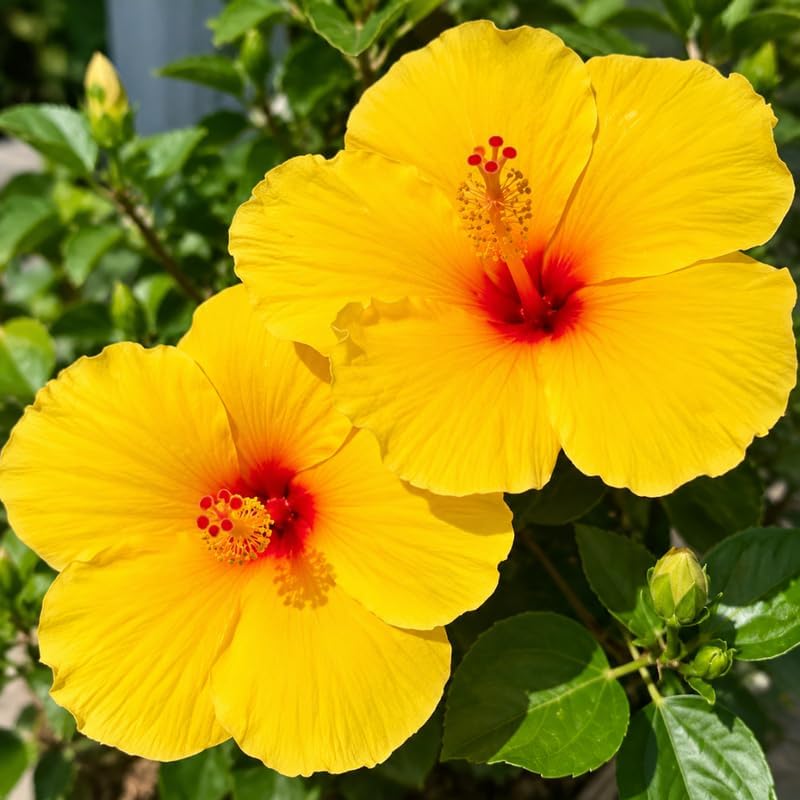 3 Hardy Hibiscus Live Plants, Flowering Shrub, Yellow Blooms, 4-7" - Image 2