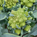Park Seed Variety of Broccoli Plant Seeds, Easy to Grow, Perfect for Garden, Romanesco Broccoli Seeds, Pack of 100 Seeds by ParkSeed