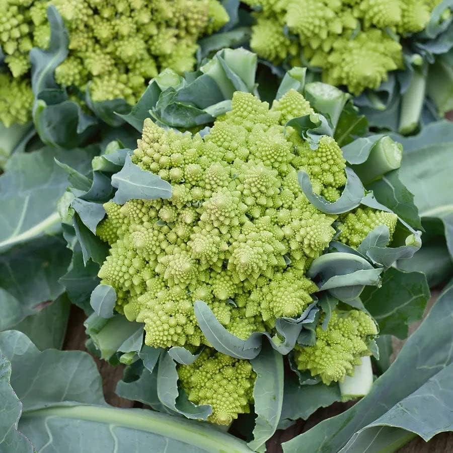Park Seed Variety of Broccoli Plant Seeds, Easy to Grow, Perfect for Garden, Romanesco Broccoli Seeds, Pack of 100 Seeds by ParkSeed