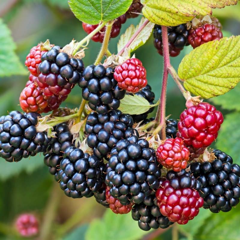 2 Osage BlackBerry Live Plants, Thornless Berry Plant, 5-8" Tall - Image 6