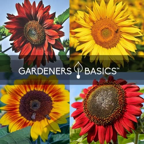 Gardeners Basics Sunflower Seeds for Planting Flowers - Velvet Queen, Skyscraper, Lemon Queen, Giant, Autumn Beauty, Chocolate Cherry, Dwarf Sunspot and Mammoth Bulk Outdoor Flower Garden, Pack of 8 - Image 7