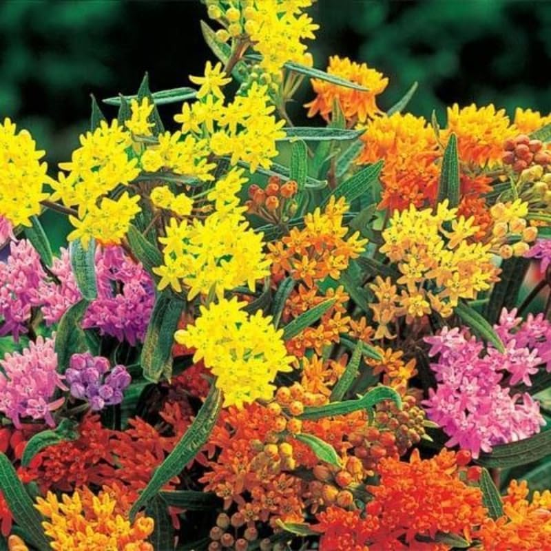 4 Mixed Milkweed Asclepias Live Plants, Flower Plant, 4-9 Inch Tall - Image 4