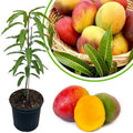 Red Yellow Mango Tree Live Plant, Tropical Fruit, 3 Gallon Pot by Unknown