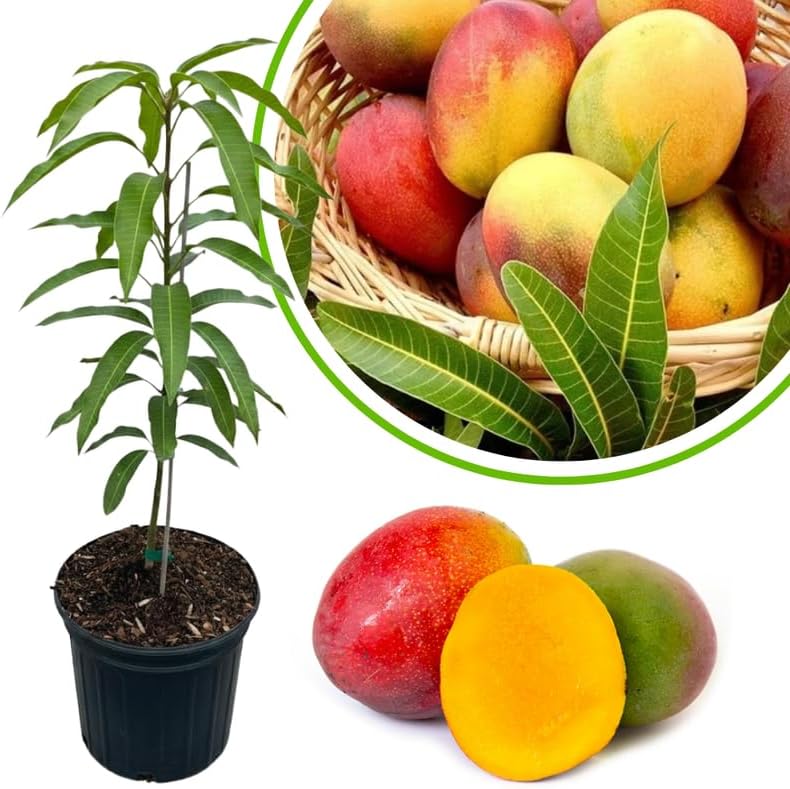 Red Yellow Mango Tree Live Plant, Tropical Fruit, 3 Gallon Pot by Unknown