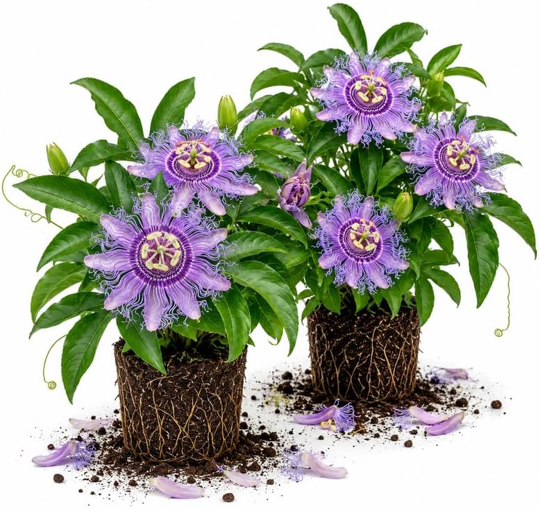 2 Maypop Passiflora Plants, Colorful Passion Flower Vines, 4-7'' Tall by UIOTER