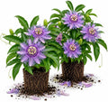 2 Maypop Passiflora Plants, Colorful Passion Flower Vines, 4-7'' Tall by UIOTER