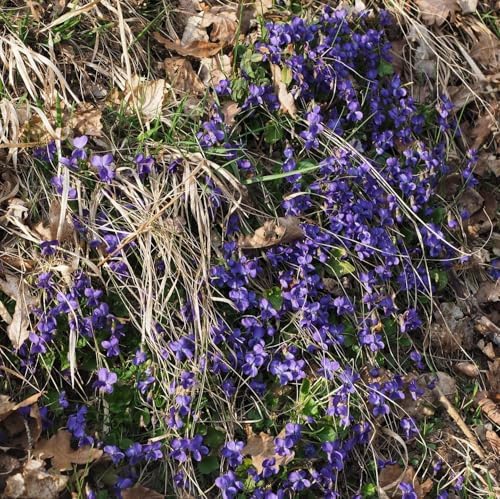 CarpetC 200+ Violet Seeds for Planting, Perennial Wildflower Viola sororia, Non-GMO Ground Cover Attracts Butterflies for Shade Gardens and Lawns, Home Garden - Image 2