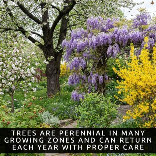 Live Plants Cherry, Wisteria, Apple, Raspberry, Blueberry, Forsythia. 12 Live Plants, 2 Plants of Each Variety, Fruit and Flowering Collection - Image 4