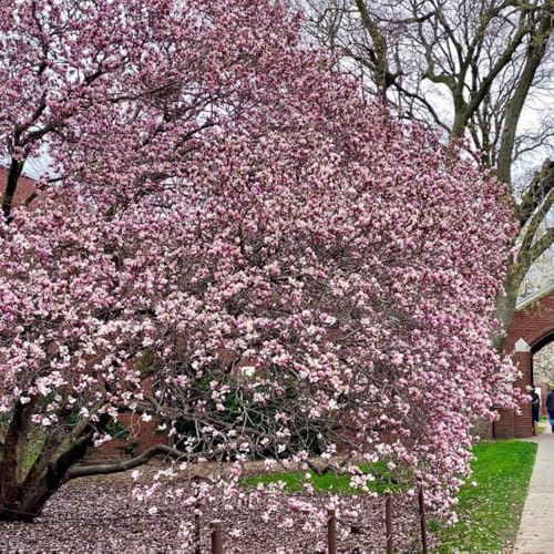 Saucer Magnolia Tree Live Plant, Blooming Shrub, 4-8 Inch Tall - Image 6