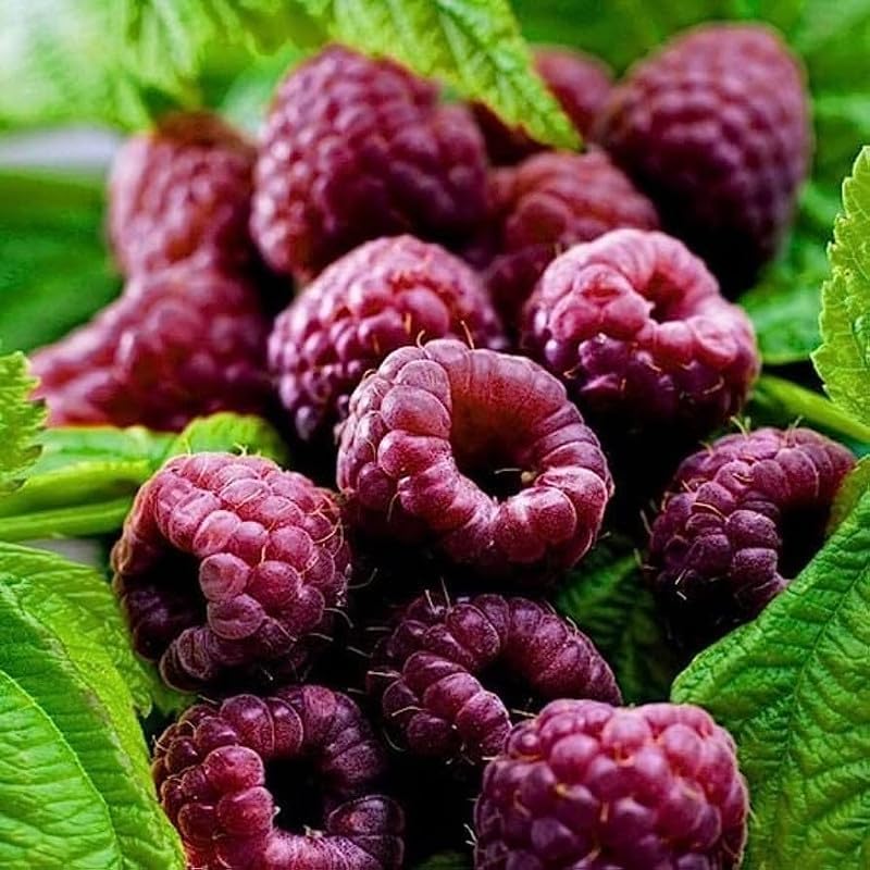 2 Purple Thornless Raspberry Plants Live, Sweet Edible Berry Bush, 4-9" by PlantsSeedsBulbs