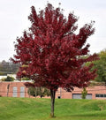 Brandywine Maple Tree - 6-12" Tall Live Plant - 2.5" Pot by Unknown
