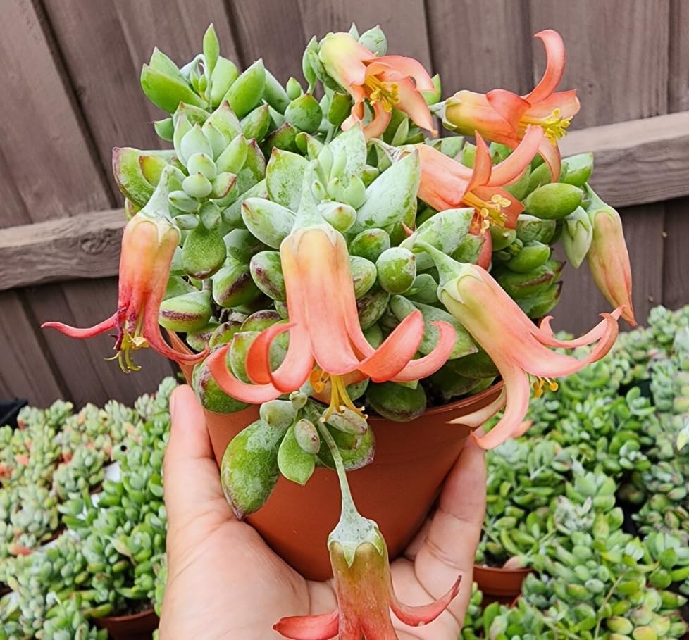 Rare Cotyledon Pendens Live Plant, Well-Rooted Starter Plant, 4 Inch Pot - Image 2