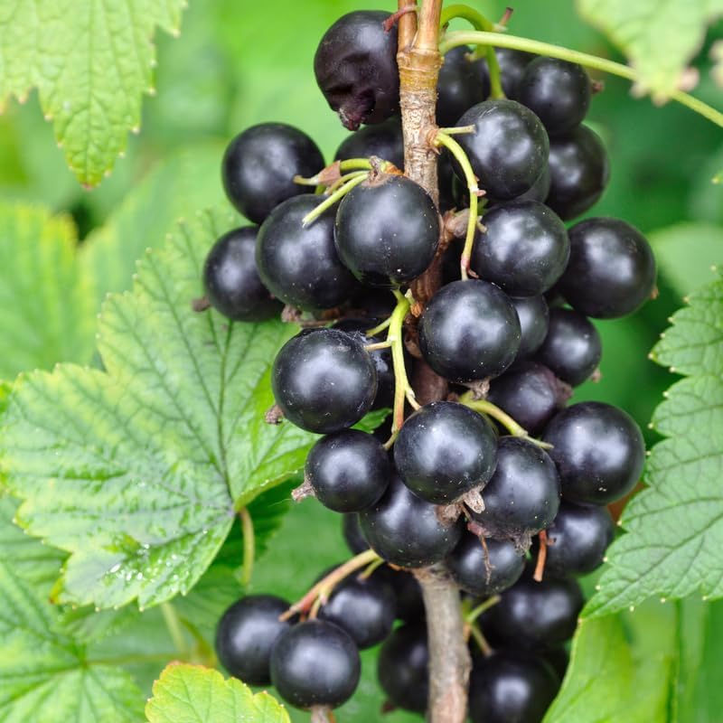 Black Currant Bush Live Plant, Hardy Fruiting Berry Bushes, 1 Year Old - Image 7