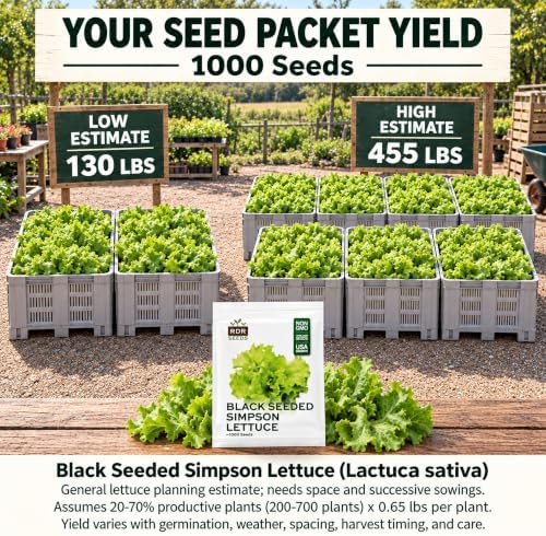 1000+ Lettuce Seeds for Planting - Heirloom, Black Seeded Simpson - Image 2