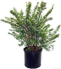 Spiraea nipponica 'Snowmound' (Spirea) Shrub, #3 - Size Container by GreenPromiseFarms