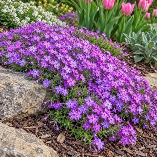 6 Purple Beauty Creeping Phlox Ground Covers - Live Plants - 4" Pots - Image 5