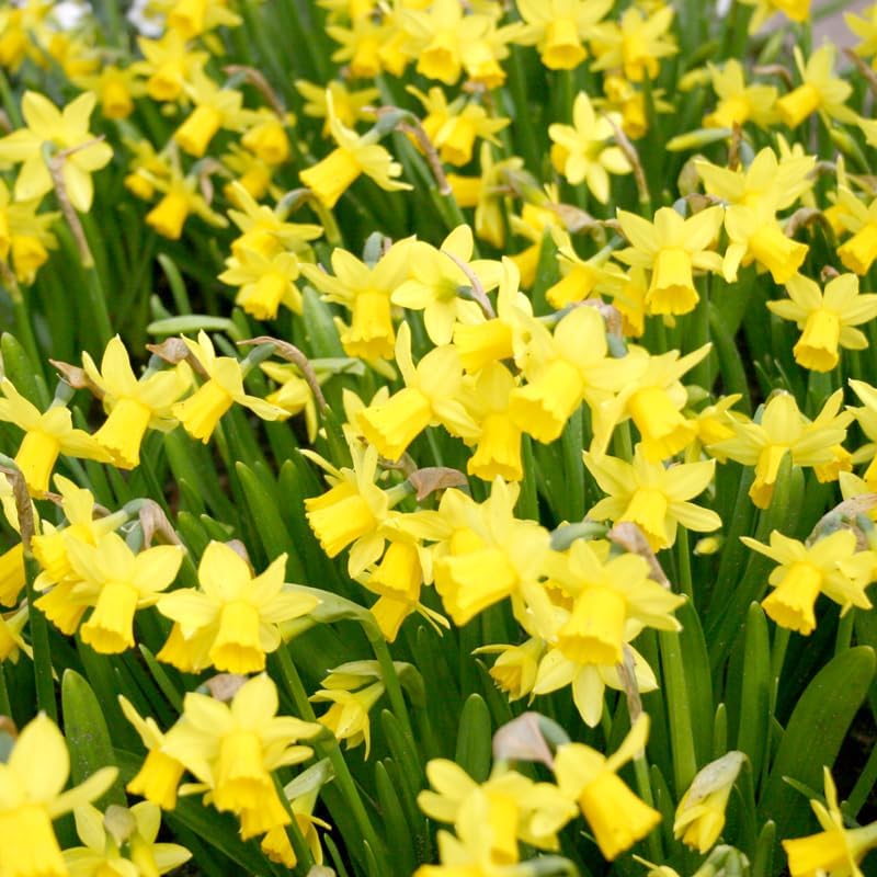 Tete A Tete Daffodil Flower Bulbs Jumbo Pack - 50 Bulbs per Pack - Deer Resistant - Good as Cut Flowers - Good for Indoor Forcing - Grows Well in Containers - Naturalizing - Perennializing - Image 4