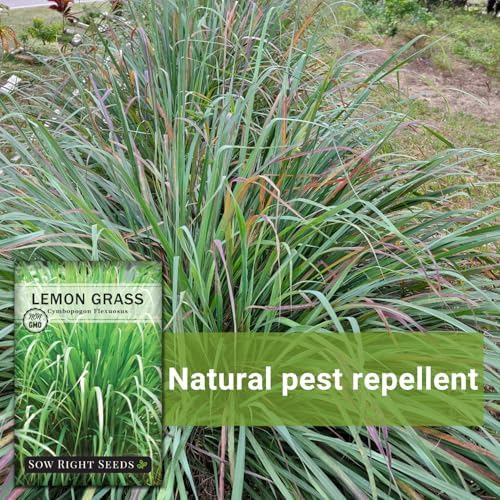 Sow Right Seeds - Lemon Grass Seed for Planting Mosquito Repellent Herbs - Image 5