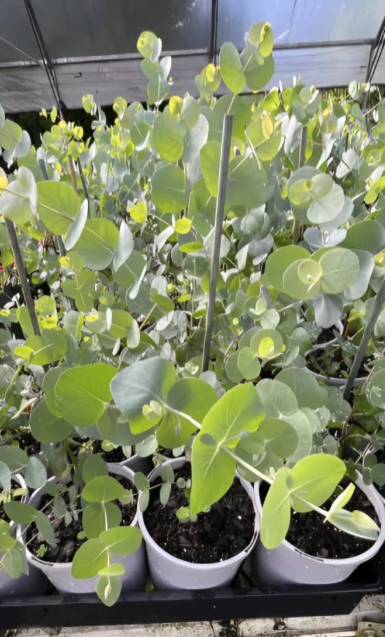 Silver Dollar Eucalyptus Plant Ornamental Eucalyptus Tree, Fragrant Leaves,Silver Dollar Trees 4-6" Tall 4" Pot - Image 4