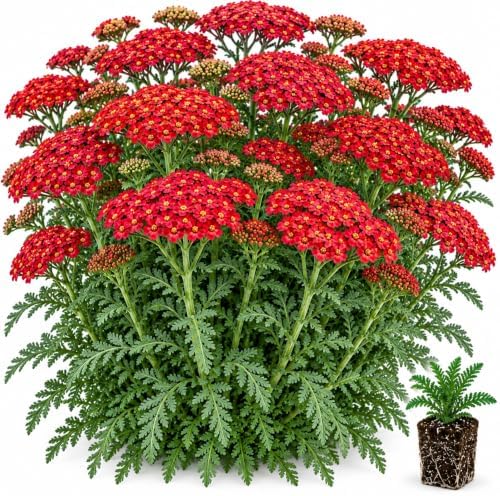 5 Red Yarrow Live Plant Plugs | Achillea Perennial Pollinator Garden Plants by CZGrain