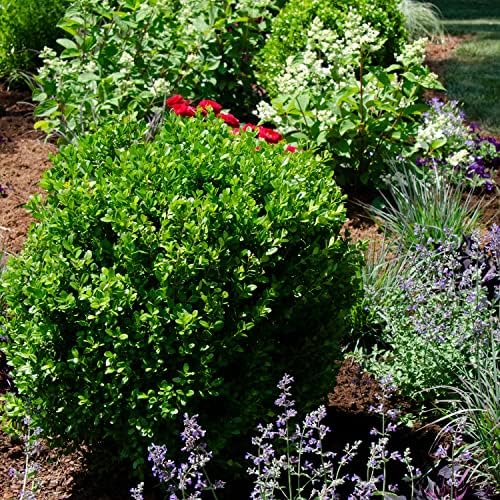 NewGen Freedom Boxwood, Live Evergreen Shrub, 3 Gallon - Image 5