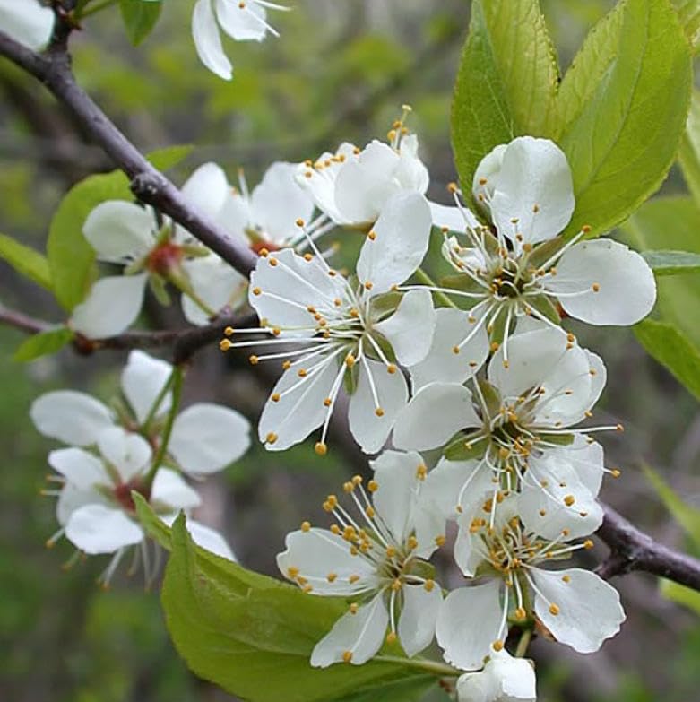 American Plum Tree - 6-12" Tall Live Plant - Image 6