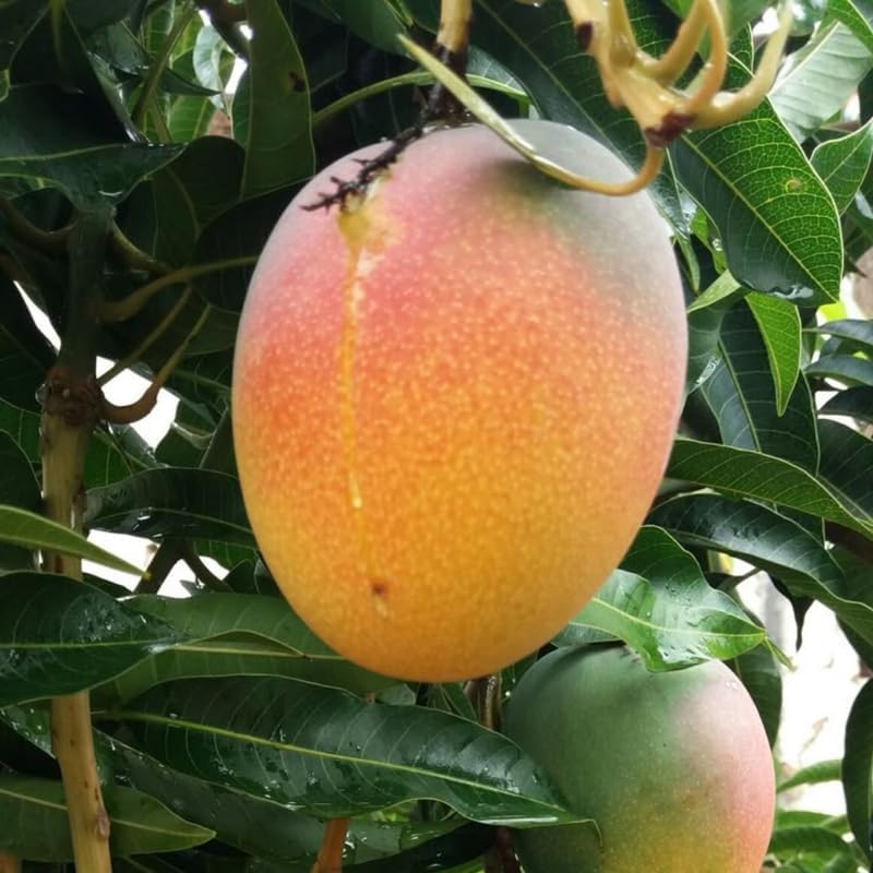 Red Yellow Mango Tree Live Plant, Tropical Fruit, 3 Gallon Pot - Image 7