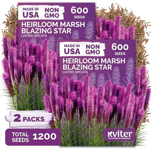 1,200 Marsh Blazing Star Heirloom Flower Seeds, Liatris Spicata by KVITER