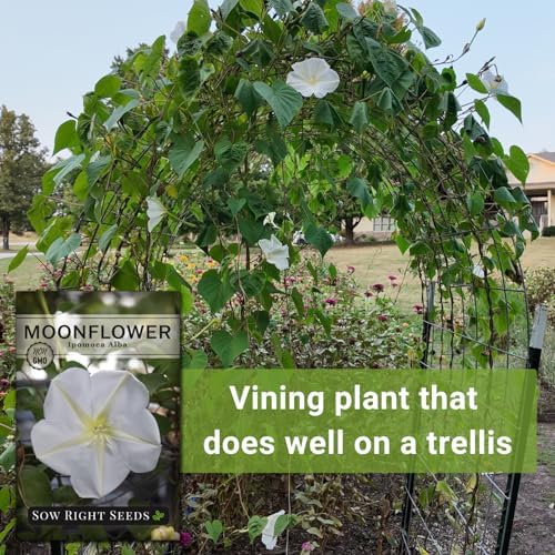 Sow Right Seeds - Moon Flower Seed for Planting Moonflower Night Garden - Image 5