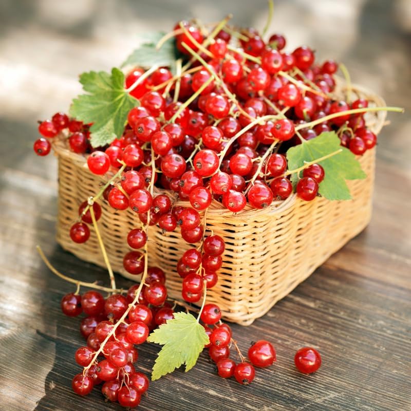 Red Currant Bush Live Plant, Outdoor Berry Plant, 5-9 Inch Tall - Image 4