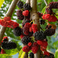Illinois Everbearing Mulberry Live Plant, 4-8 Inch Tall Hardy Fruit Tree by Unknown
