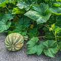Mountain Valley Seed Co Squash Seeds Winter Cushaw Green Striped Pumpkin 5 by MountainValleySeedCompany