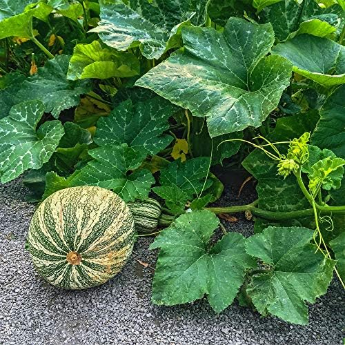Mountain Valley Seed Co Squash Seeds - Winter - Cushaw Green Striped - 4 g by MountainValleySeedCompany