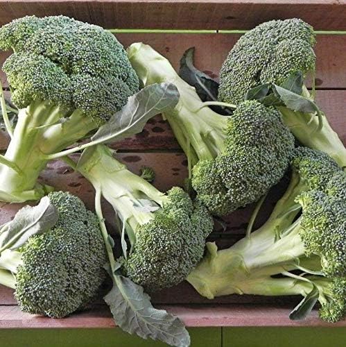 Lieutenant Hybrid Broccoli Seeds - Dark Green Crowns with Medium Sized Beads(100 - Seeds) - Image 2