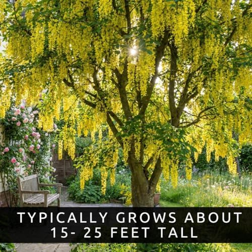 Golden Chain Tree Saplings for Growing | Flowering Ornamental Tree Seedlings | Laburnum Trees with Stunning Yellow Blooms | Dormant Live Plants (2 Trees) - Image 5