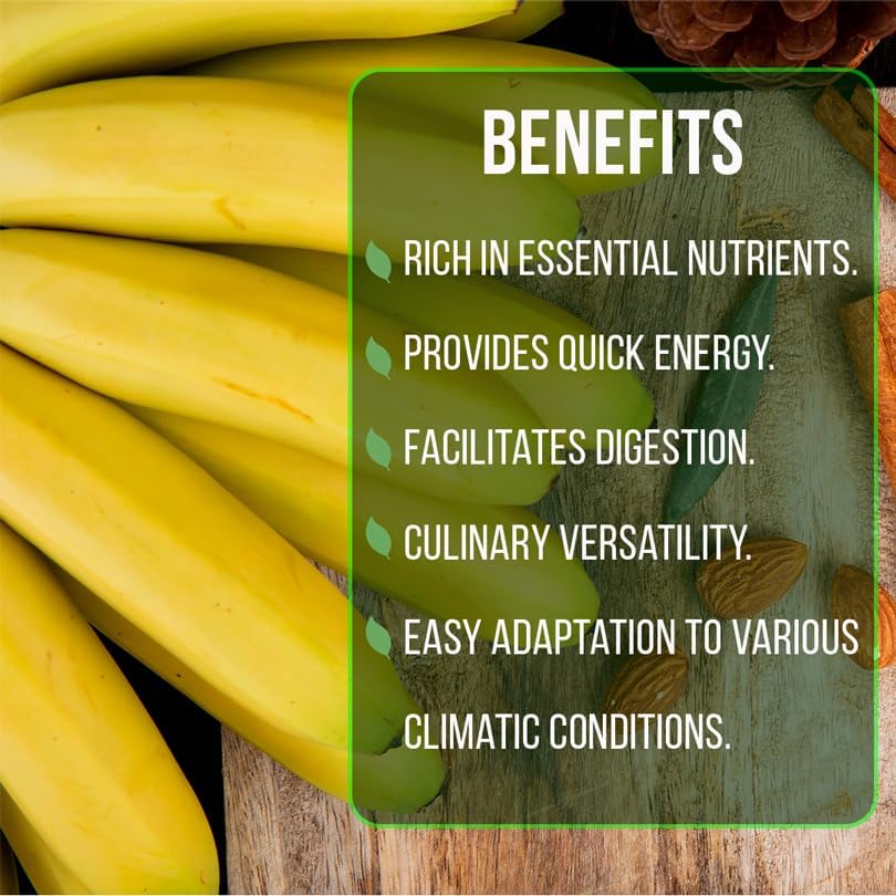 Banana Trees Grand Nain (4 Pack) | Easy to Grow Banana Plants | Edible Fruit Live Plant for Sustainable Living | Grow Your own Food on Your Edible Organic Garden| Live for Planting| - Image 6